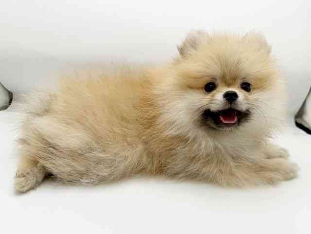 兵庫県のポメラニアン (ひごペットフレンドリーコロワ甲子園店/2025年11月27日生まれ/女の子/オレンジ)の子犬の3枚目の画像