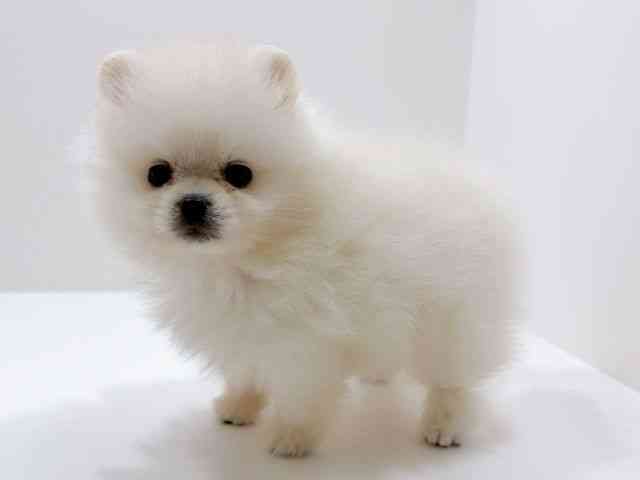 広島県のポメラニアン (ひごペットフレンドリーフジグラン神辺店/2025年11月27日生まれ/男の子/ホワイト)の子犬の3枚目の画像