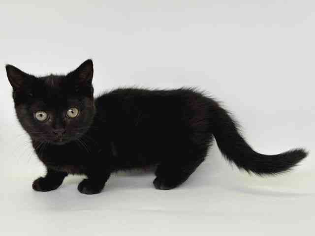 大阪府のマンチカン (ひごペットフレンドリー瓜破店/2025年11月27日生まれ/女の子/ブラック)の子猫の3枚目の画像