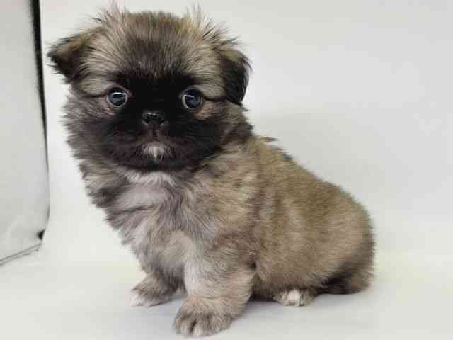 大阪府のチワペキ/ペキチー/ペキチワ(チワワ×ペキニーズ) (ひごペットフレンドリー瓜破店/2025年11月26日生まれ/男の子/フォーン)の子犬の3枚目の画像