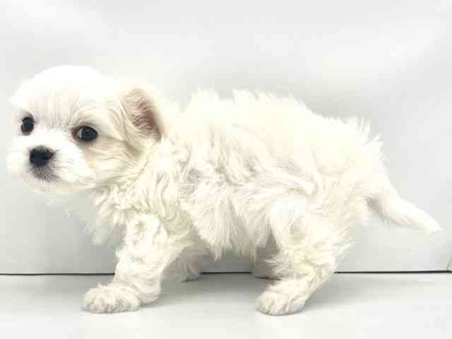 兵庫県のハーフ犬・ミックス犬 (ひごペットフレンドリークラウンパーク伊丹店/2025年11月26日生まれ/男の子/ホワイト)の子犬の3枚目の画像