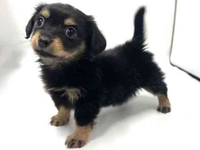 京都府のチワックス(チワワ×ダックス) (ひごペットフレンドリー京都店/2025年11月29日生まれ/女の子/ブラックタン)の子犬の3枚目の画像