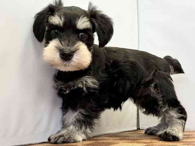 愛媛県のミニチュアシュナウザー (ひごペットフレンドリーエミフルMASAKI店/2025年11月30日生まれ/男の子/ブラックシルバー)の子犬の3枚目の画像