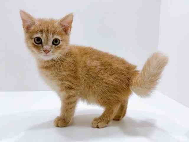 広島県のスコティッシュフォールド (ひごペットフレンドリーフジグラン神辺店/2025年11月25日生まれ/男の子/クリームタビー)の子猫の3枚目の画像