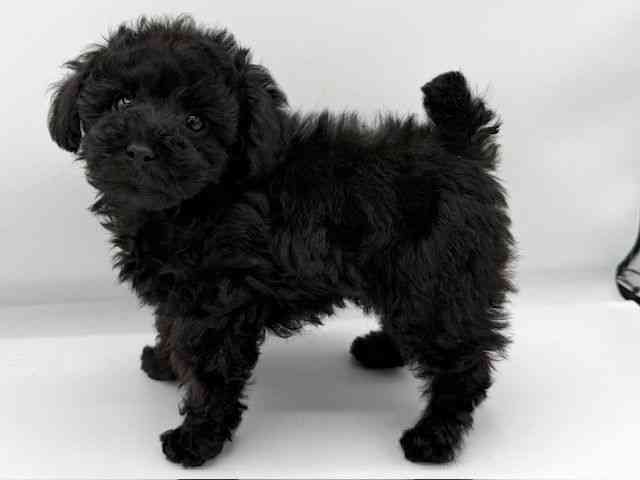 大阪府のトイプードル(トイ) (ひごペットフレンドリーららぽーとEXPOCITY店/2025年11月30日生まれ/女の子/ブラック)の子犬の3枚目の画像