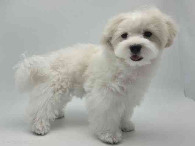 島根県のマルチーズ (ひごペットフレンドリーイオンモール出雲店/2025年11月29日生まれ/男の子/ホワイト)の子犬の3枚目の画像