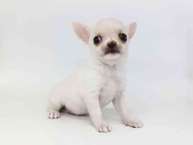 大阪府のチワワ(スムース) (ひごペットフレンドリー泉ヶ丘店/2025年11月29日生まれ/男の子/ホワイト)の子犬の3枚目の画像