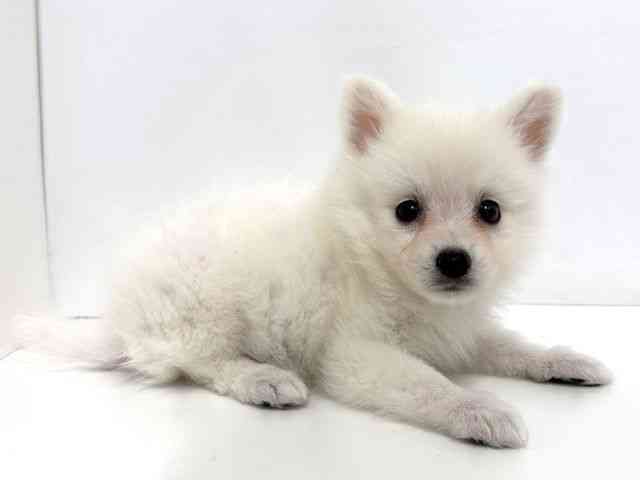 大阪府の日本スピッツ (ひごペットフレンドリーベルファⅡ都島店/2025年12月1日生まれ/男の子/ホワイト)の子犬の3枚目の画像