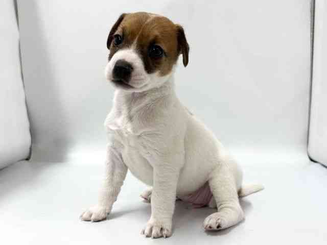 京都府のジャックラッセルテリア (ひごペットフレンドリー京都店/2025年11月30日生まれ/女の子/ホワイトタン)の子犬の3枚目の画像