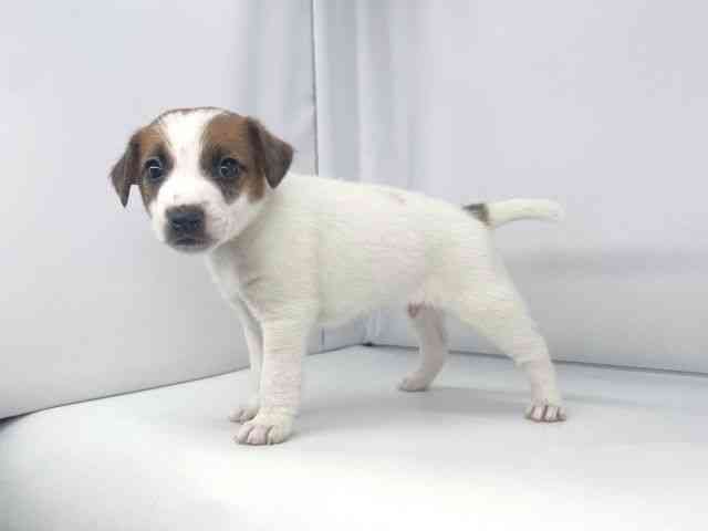 兵庫県のジャックラッセルテリア (ひごペットフレンドリーイオンタウン加古川店/2025年11月30日生まれ/男の子/ホワイトタン)の子犬の3枚目の画像