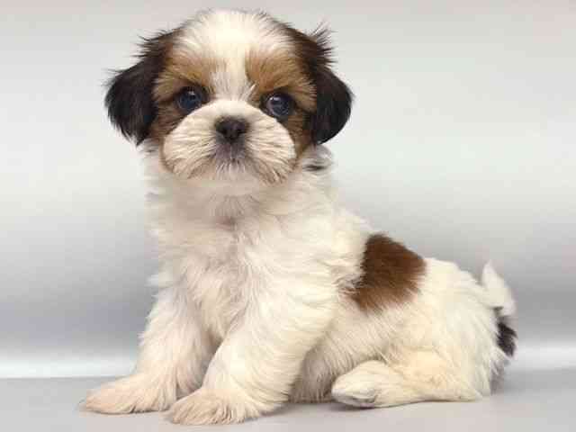 大阪府のシーズー (ひごペットフレンドリー岸和田店/2025年12月1日生まれ/男の子/ゴールドホワイト)の子犬の3枚目の画像