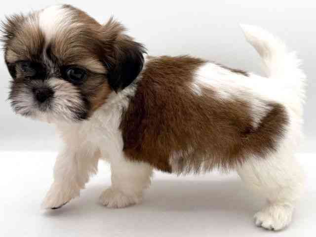 大阪府のシーズー (ひごペットフレンドリーイオンそよら海老江店/2025年12月1日生まれ/男の子/ゴールドホワイト)の子犬の3枚目の画像