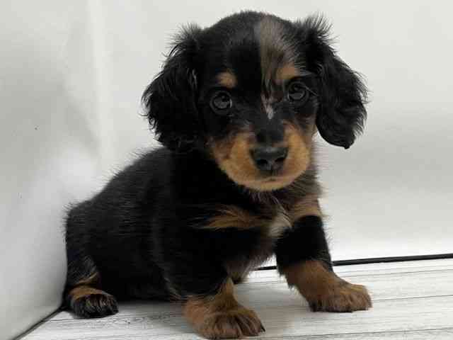 和歌山県のミニチュアダックスフンド(ロング) (ひごペットフレンドリーパームシティ和歌山店/2025年12月1日生まれ/女の子/シルバーダップル)の子犬の3枚目の画像