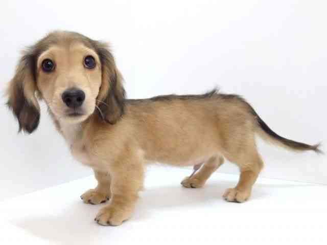 大阪府のミニチュアダックスフンド(ロング) (ひごペットフレンドリーいこらもーる泉佐野店/2025年12月1日生まれ/男の子/レッド)の子犬の3枚目の画像