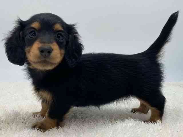 島根県のミニチュアダックスフンド(ロング) (ひごペットフレンドリーイオンモール出雲店/2025年12月1日生まれ/女の子/ブラックタン)の子犬の3枚目の画像