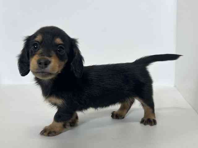 大阪府のミニチュアダックスフンド(ロング) (ひごペットフレンドリーアクロスプラザ住之江店/2025年12月1日生まれ/女の子/ブラックタン)の子犬の3枚目の画像