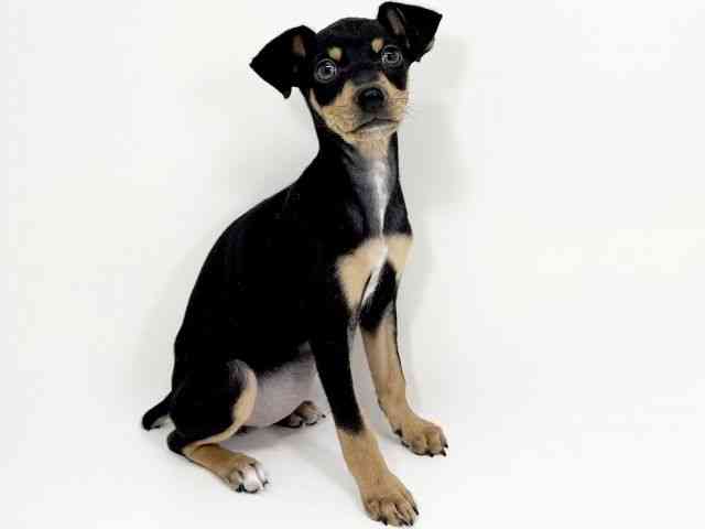 京都府のミニチュアピンシャー (ひごペットフレンドリーイズミヤショッピングセンター八幡店/2025年12月1日生まれ/女の子/ブラックタン)の子犬の3枚目の画像