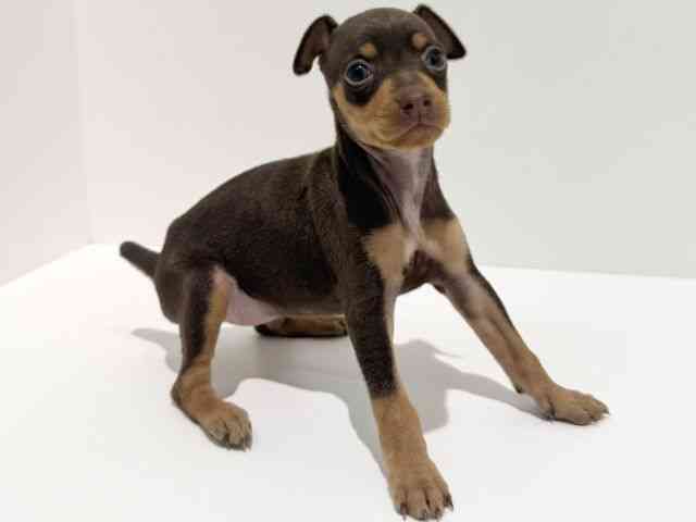 大阪府のミニチュアピンシャー (ひごペットフレンドリーイオン高槻店/2025年12月1日生まれ/女の子/チョコレートタン)の子犬の3枚目の画像