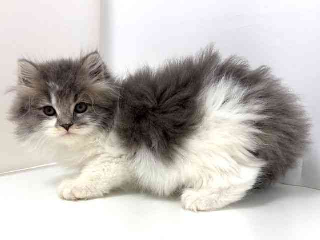 大阪府のスコティッシュフォールド (ひごペットフレンドリーベルファⅡ都島店/2025年11月23日生まれ/男の子/ブルータビーホワイト)の子猫の3枚目の画像