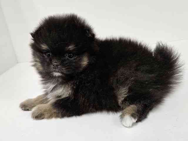 愛知県のポメズー/ポメシーズ(ポメラニアン×シーズー) (ひごペットフレンドリーイトーヨーカドー知多店/2025年11月30日生まれ/女の子/ブラック)の子犬の3枚目の画像