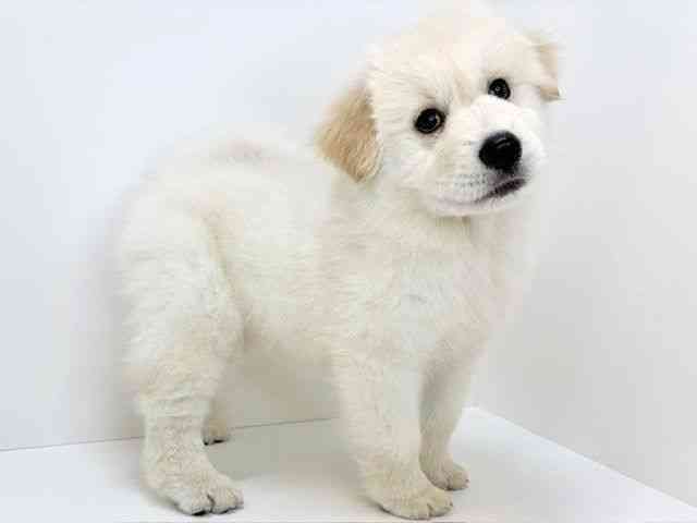 大阪府のハーフ犬・ミックス犬 (ひごペットフレンドリーいこらもーる泉佐野店/2025年11月29日生まれ/女の子/クリーム)の子犬の3枚目の画像