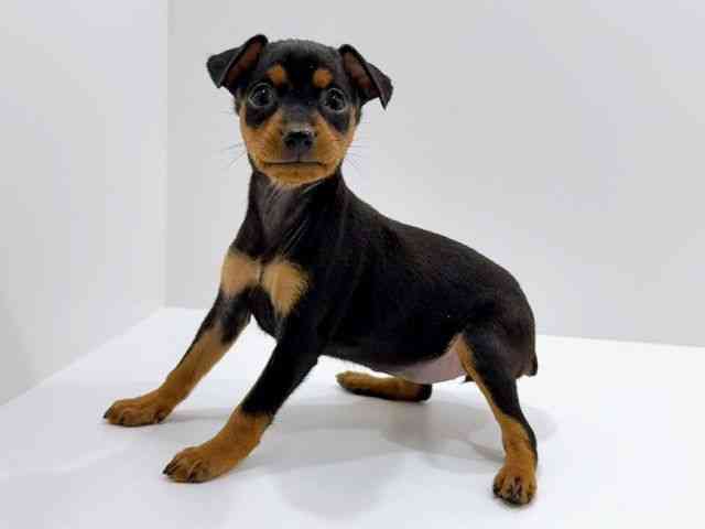 広島県のミニチュアピンシャー (ひごペットフレンドリーフジグラン神辺店/2025年11月29日生まれ/女の子/ブラックタン)の子犬の3枚目の画像