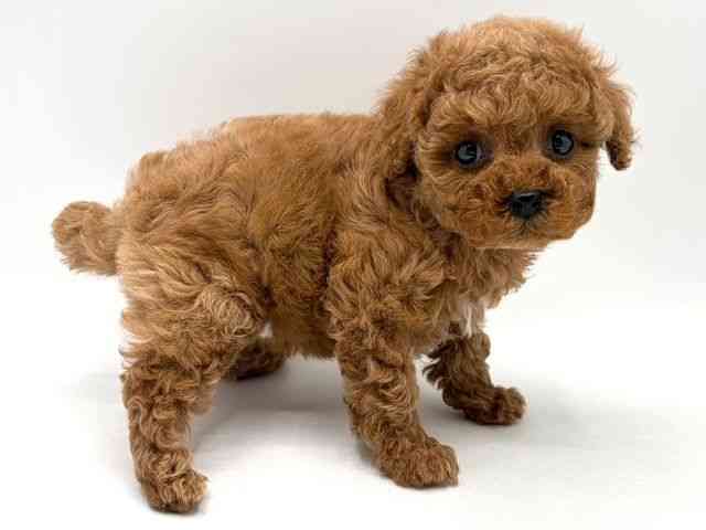 奈良県のトイプードル(トイ) (ひごペットフレンドリー田原本店/2025年11月25日生まれ/女の子/レッド)の子犬の3枚目の画像