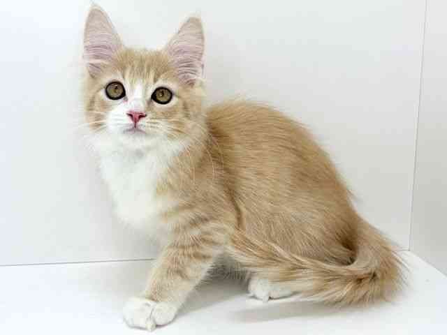 大阪府のメインクーン (ひごペットフレンドリーいこらもーる泉佐野店/2025年11月30日生まれ/男の子/クリームタビーホワイト)の子猫の3枚目の画像