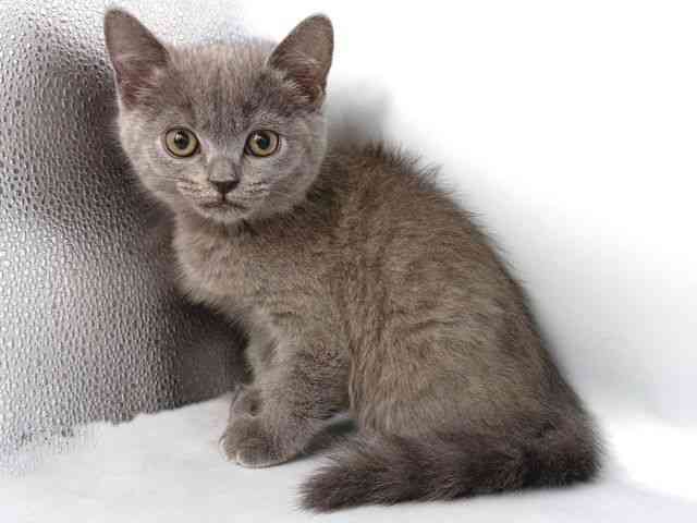 大阪府のブリティッシュショートヘアー (ひごペットフレンドリー岸和田店/2025年11月29日生まれ/男の子/ブルー)の子猫の3枚目の画像