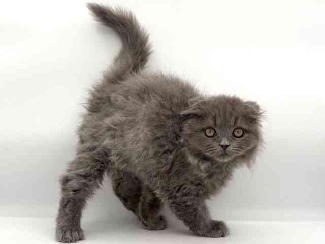 大阪府のスコティッシュフォールド (ひごペットフレンドリーイオンそよら海老江店/2025年11月15日生まれ/女の子/ブルー)の子猫の3枚目の画像