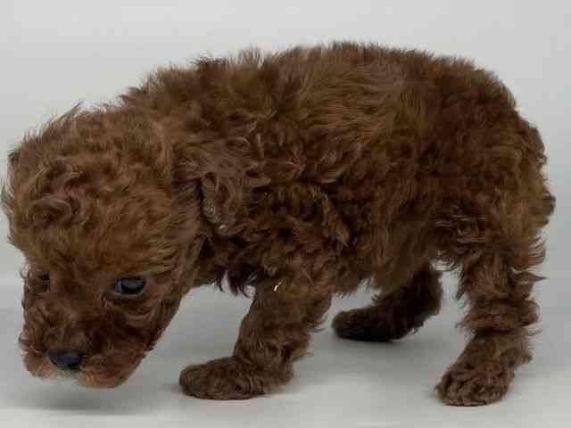 徳島県のトイプードル(トイ) (ひごペットフレンドリーゆめタウン徳島店/2025年11月30日生まれ/女の子/レッド)の子犬の3枚目の画像