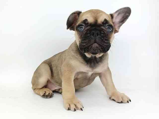 大阪府のフレンチブルドッグ (ひごペットフレンドリー泉ヶ丘店/2025年11月28日生まれ/男の子/フォーンブラックマスク)の子犬の3枚目の画像