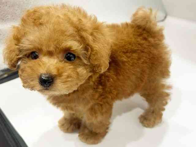 大阪府のトイプードル(トイ) (ひごペットフレンドリーイオンタウン豊中庄内店/2025年11月30日生まれ/男の子/レッド)の子犬の3枚目の画像