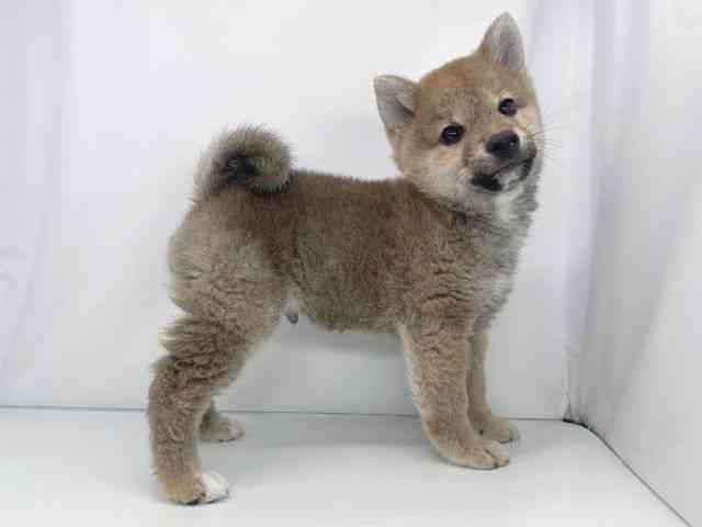 兵庫県の柴犬(標準サイズ) (ひごペットフレンドリーイオンタウン加古川店/2025年12月1日生まれ/男の子/赤)の子犬の3枚目の画像