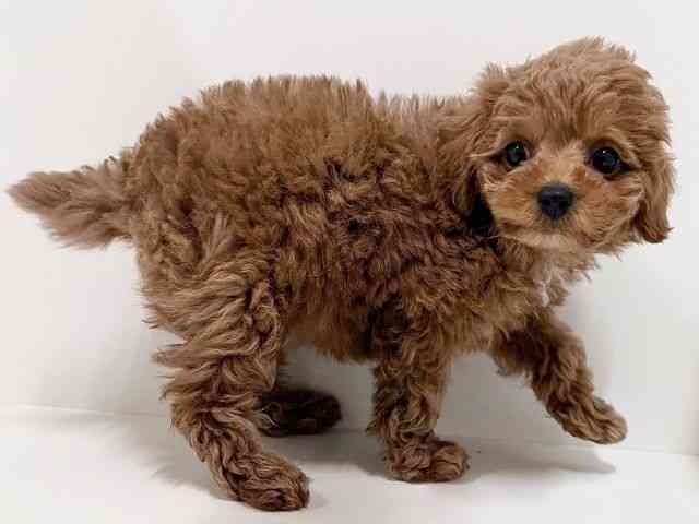 奈良県のトイプードル(トイ) (ひごペットフレンドリーイオンモール橿原ウエスト・ビレッジ店/2025年11月30日生まれ/女の子/レッドフォーン)の子犬の3枚目の画像