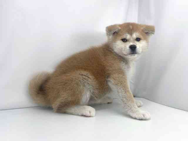 兵庫県の秋田犬 (ひごペットフレンドリーイオンタウン加古川店/2025年11月30日生まれ/女の子/赤)の子犬の3枚目の画像