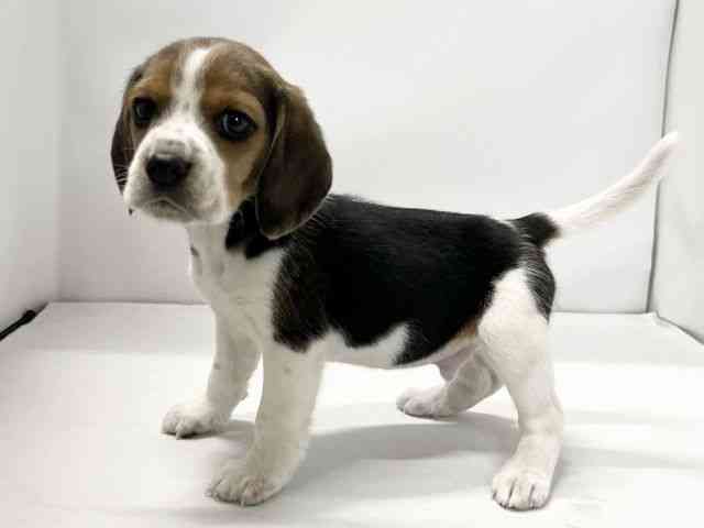 愛媛県のビーグル (ひごペットフレンドリーイオンモール今治新都市店/2025年11月27日生まれ/男の子/ブラックタンホワイト)の子犬の3枚目の画像