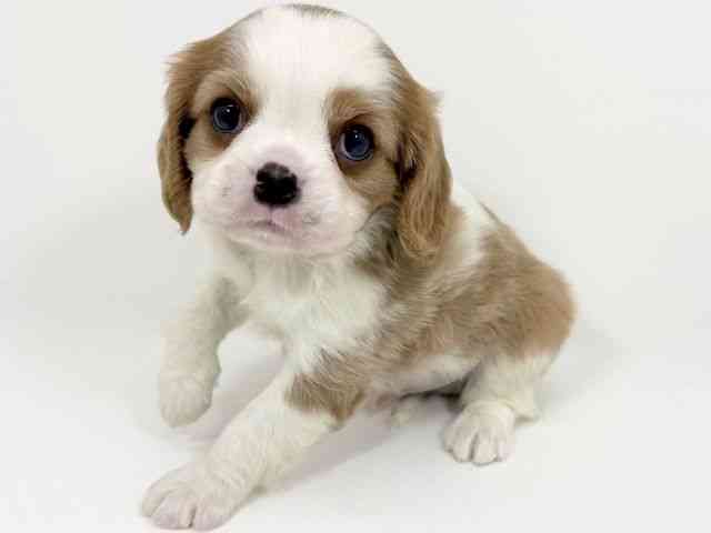 京都府のキャバリアキングチャールズスパニエル (ひごペットフレンドリーイズミヤショッピングセンター八幡店/2025年12月1日生まれ/男の子/ブレンハイム)の子犬の3枚目の画像