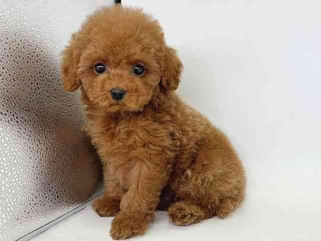 大阪府のトイプードル(トイ) (ひごペットフレンドリー瓜破店/2025年11月27日生まれ/男の子/レッド)の子犬の3枚目の画像