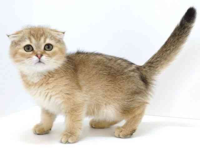 大阪府のスコティッシュフォールド (ひごペットフレンドリーいこらもーる泉佐野店/2025年11月29日生まれ/女の子/ブラウンパッチドタビー)の子猫の3枚目の画像