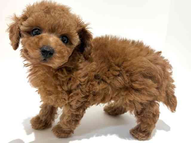 大阪府のトイプードル(トイ) (ひごペットフレンドリーイオン高槻店/2025年11月28日生まれ/男の子/アプリコット)の子犬の3枚目の画像