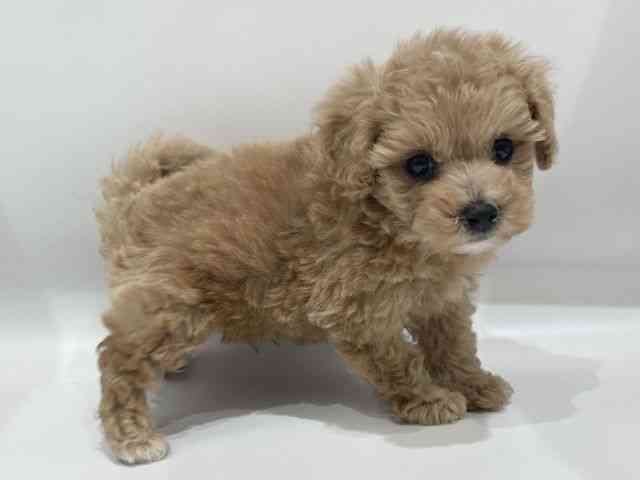 愛知県のビションプー(ビションフリーゼ×プードル) (ひごペットフレンドリーヴィアモール アピタ江南西店/2025年11月30日生まれ/男の子/アプリコット)の子犬の3枚目の画像