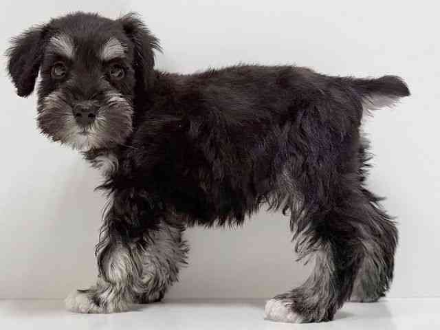 奈良県のミニチュアシュナウザー (ひごペットフレンドリーイオンモール橿原ウエスト・ビレッジ店/2025年11月30日生まれ/男の子/ブラックシルバー)の子犬の3枚目の画像