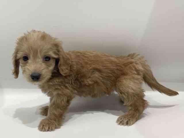 愛知県のダップー(ダックス×プードル) (ひごペットフレンドリーヴィアモール アピタ江南西店/2025年11月30日生まれ/女の子/アプリコットホワイト)の子犬の3枚目の画像