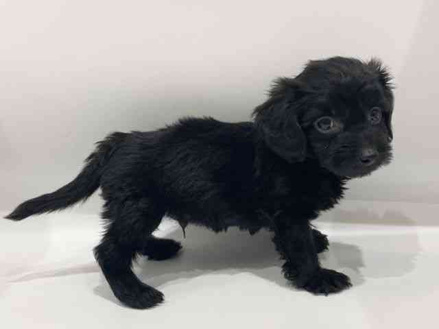 愛知県のダップー(ダックス×プードル) (ひごペットフレンドリーヴィアモール アピタ江南西店/2025年11月30日生まれ/男の子/ブラック)の子犬の3枚目の画像