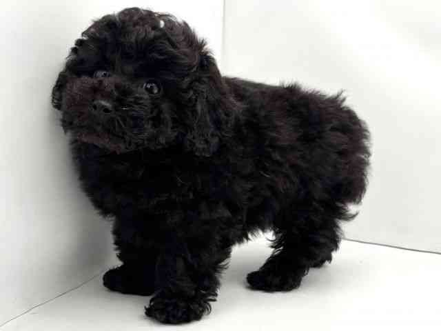 兵庫県のトイプードル(トイ) (ひごペットフレンドリークラウンパーク伊丹店/2025年9月29日生まれ/女の子/ブラック)の子犬の3枚目の画像