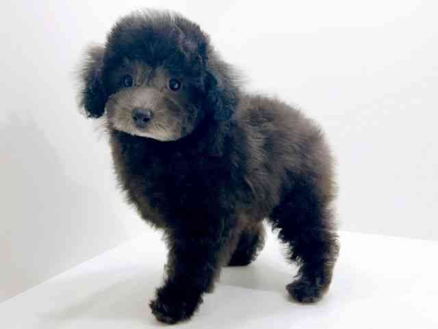 広島県のトイプードル(トイ) (ひごペットフレンドリーフジグラン神辺店/2025年12月1日生まれ/女の子/シルバー)の子犬の3枚目の画像