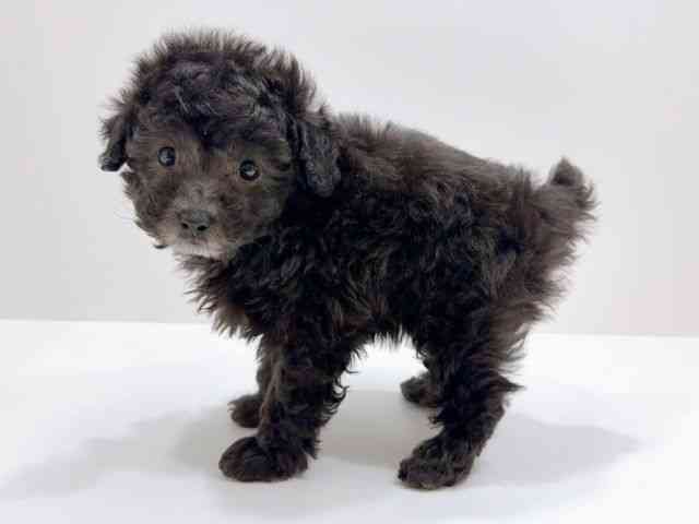 広島県のトイプードル(トイ) (ひごペットフレンドリーフジグラン神辺店/2025年12月1日生まれ/女の子/シルバー)の子犬の3枚目の画像