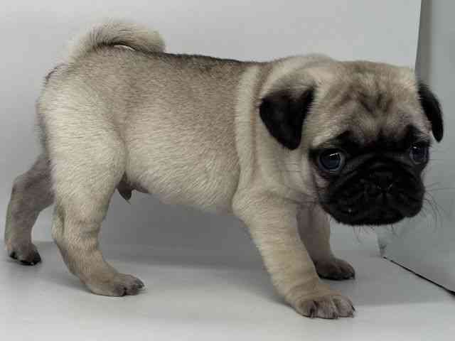 徳島県のパグ (ひごペットフレンドリーゆめタウン徳島店/2025年12月1日生まれ/男の子/フォーン)の子犬の3枚目の画像