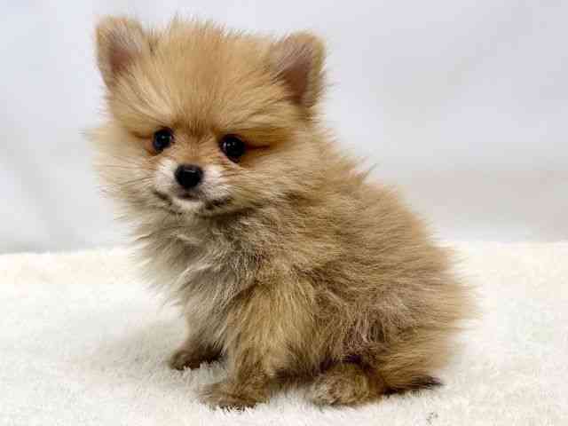 広島県のポメラニアン (ひごペットフレンドリーゆめタウン廿日市店/2025年12月1日生まれ/男の子/オレンジ)の子犬の3枚目の画像